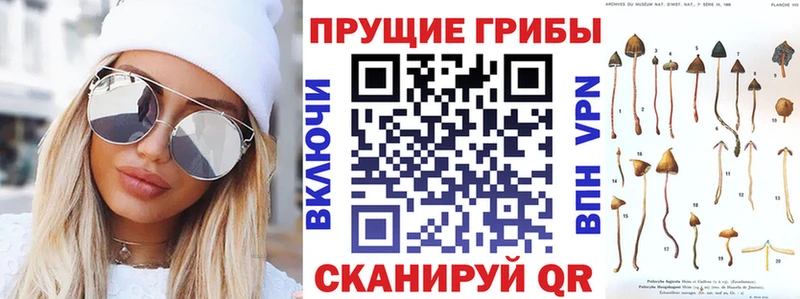 Галлюциногенные грибы Cubensis  купить наркотики сайты  Новоузенск 